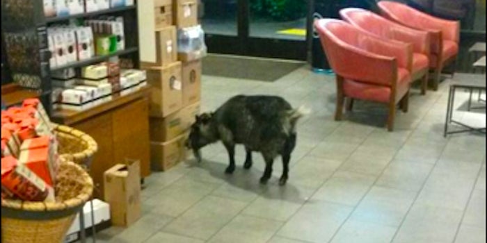 Brain Break: This Goat Needs Some Starbucks Baaaaad