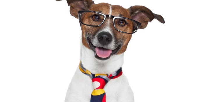 Mascotas en la oficina: 5 beneficios de llevarlas