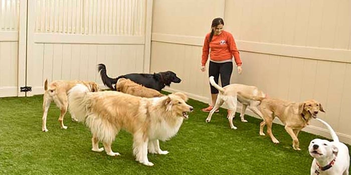 Franchise of the Day: Make Sure Your Pup Has a Fun Friday, Too