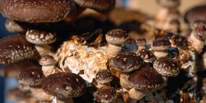 Stop Treating Your Employees Like Mushrooms