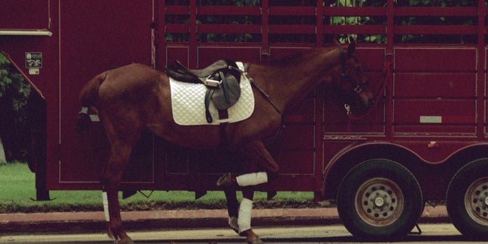 Transportation Business Profile: East Coast Equine Transport