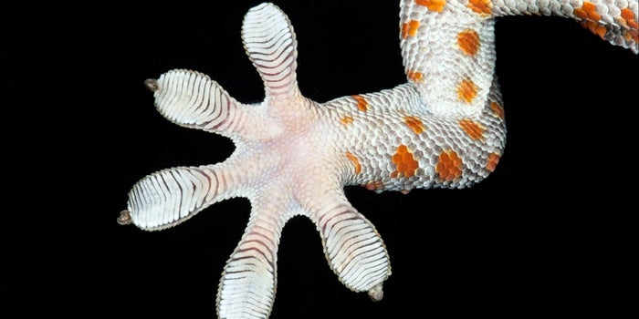 Swap Your Swiffer for This Dust-Zapping Tool Inspired by Lizards