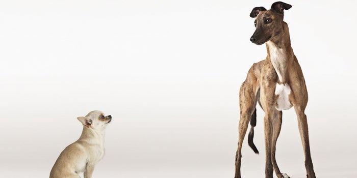 How Small Companies Can Innovate Like Big Enterprises