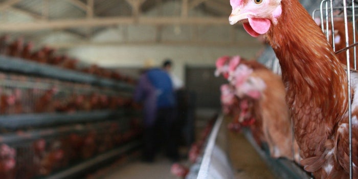 U.S. Poultry Workers Say They Are Routinely Denied Breaks