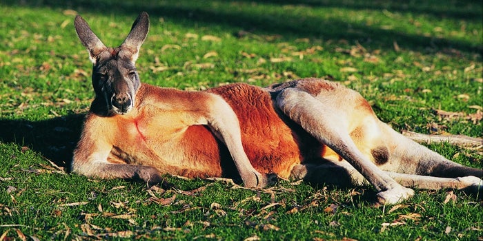 The Marsupial Method for Launching a Profitable Business In 24 Hours or Less