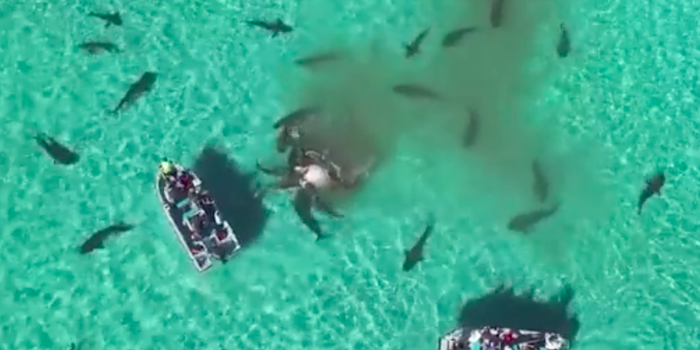 Monday Question: Do You Feel Like the Whale or the Shark?