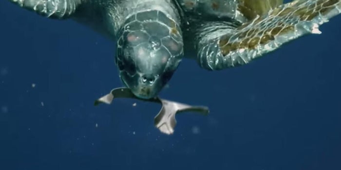 This Craft Brewery Invented a Brilliant Edible 6-Pack Holder That Helps Sea Life