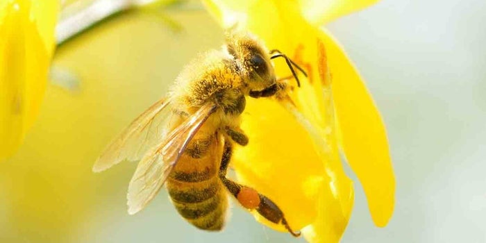 Sweet Lessons From The Honeybee