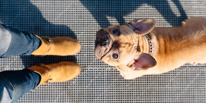 What Your Furry Companion Can Teach You About Your Job Search (Infographic)