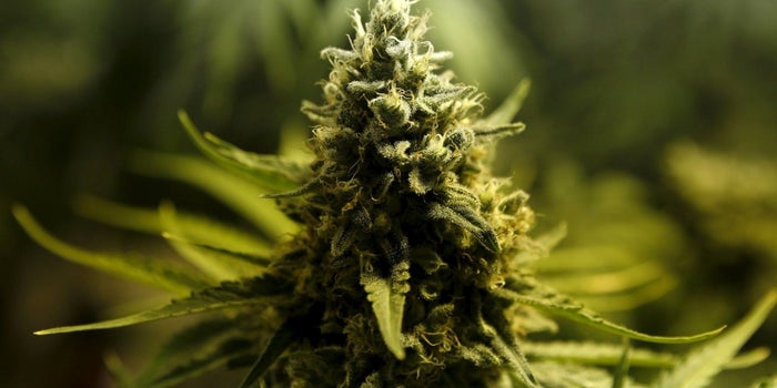 Microsoft Partners With a Legal Weed Startup