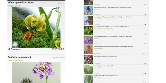 Identify Your herbs, Fruits & Wildlife on the Go with this App