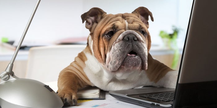 It's 'Take Your Dog to Work Day': Have You Thanked Fido Today?