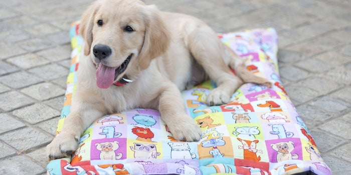 Easy-to-use Merchandise for Pets