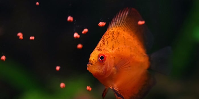 Fishy Business: Norwegian Fish Food Startup Wins Top Honors At Angel Challenge 2016