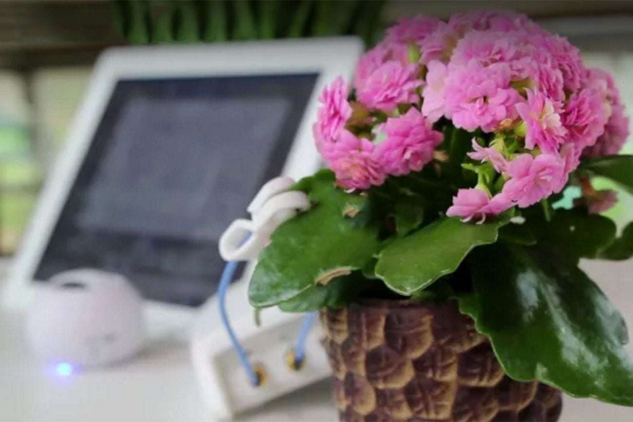 This Tech Startup Will Let Plants Talk to You