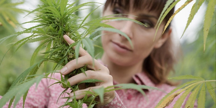 Fund-raising in Cannabis, Initially Slow, Is Going Higher and Higher