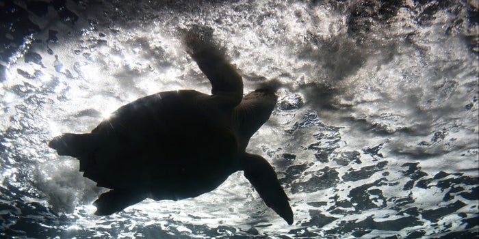These 'Biohybrid' Robots Crawl Like Sea Turtles