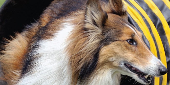 Atrévete a emprender con un kínder para perros