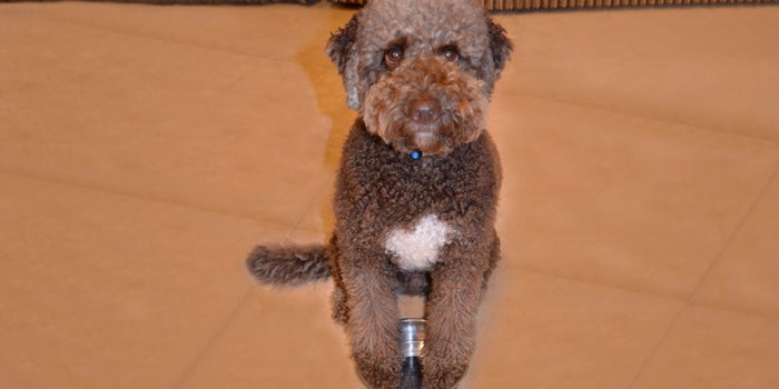 Your Pet Could Be Your Sales Trainer