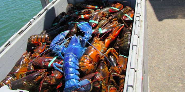 Brain Break: Forget About Unicorns. Check Out This Blue Lobster.