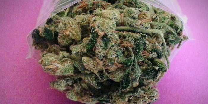 Where the 'Gold Rush' Turns Green: the Profit in Legalized Marijuana