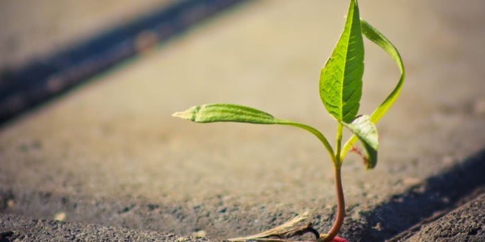 El emprendedor como semilla de innovación