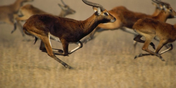 The Second Slowest Gazelle: A Secret to Success