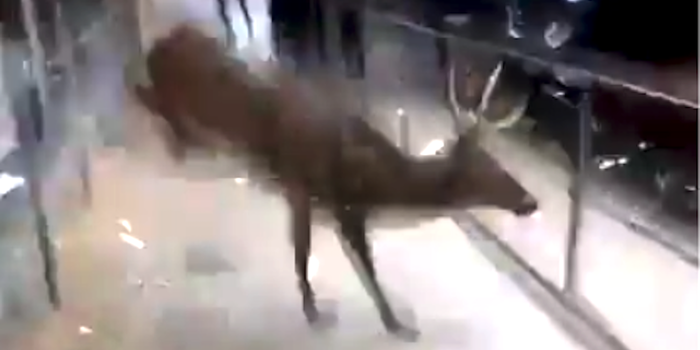 Watch: Deer Stuck in Clothes Store Gets the Buck Outta There