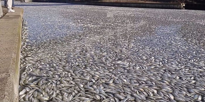 Watch: Insane Amount of Fish Found Dead on Long Island