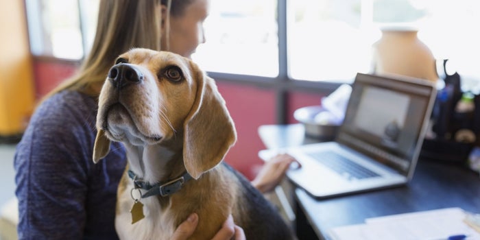 4 Products Every Dog-Friendly Office Should Consider