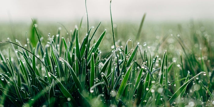 Just Ask a Blade of Grass What It Takes to Break Through