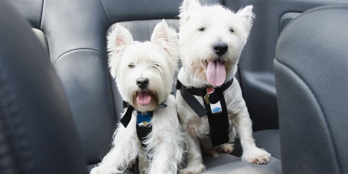 Traveling With Your Pet This Holiday? Bone Voyage!