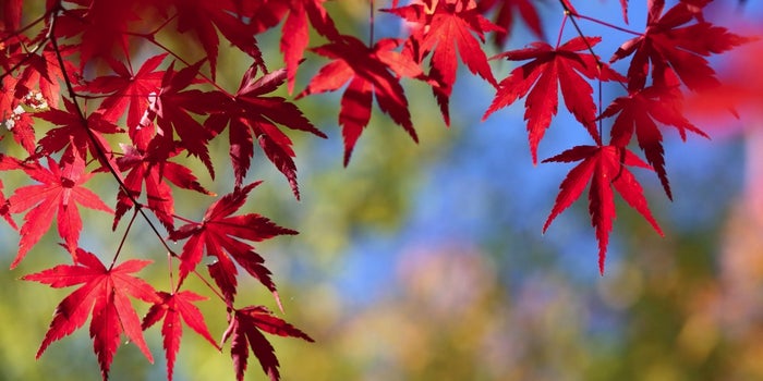 How the Seasons Affect Your Direct Mail Campaigns