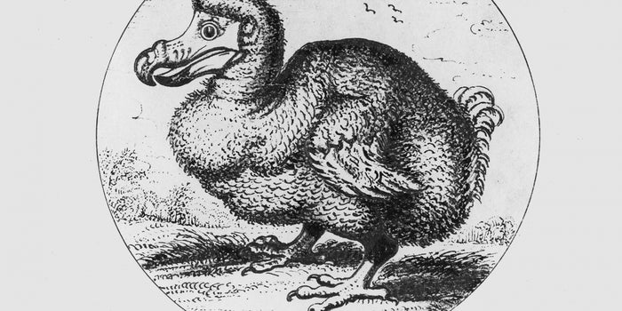 Are Entrepreneurs an Endangered Species? 3 Safeguards to Ensure You're Not Next.