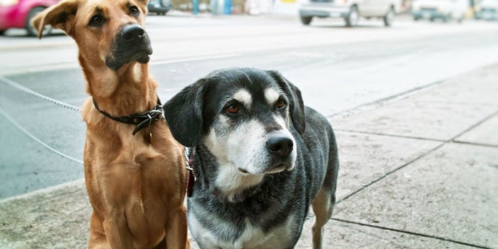 Estudiante mexicana crea croquetas anticonceptivas para perros callejeros