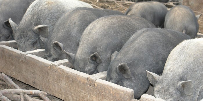 Lean Hogs. And 6 Other Unusual Investments That Can Pay Off.