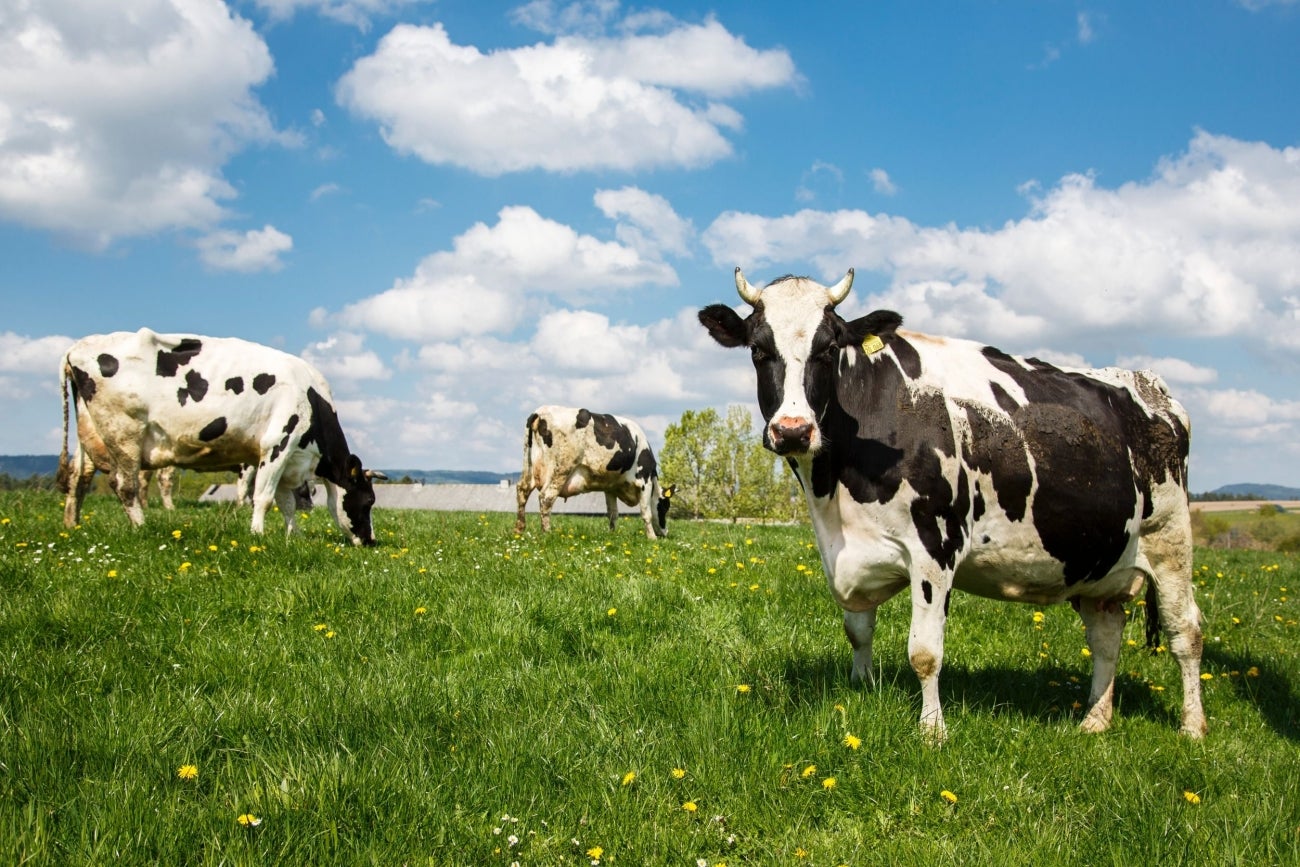 The Lessons That Cows, Yes, Cows, Can Teach Entrepreneurs About Adapting to Change