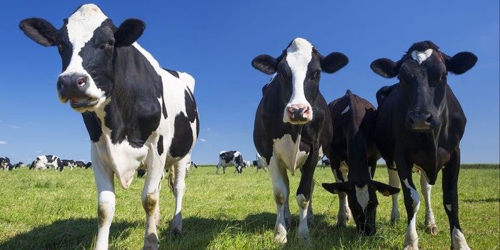 The Lessons That Cows, Yes, Cows, Can Teach Entrepreneurs About Adapting to Change
