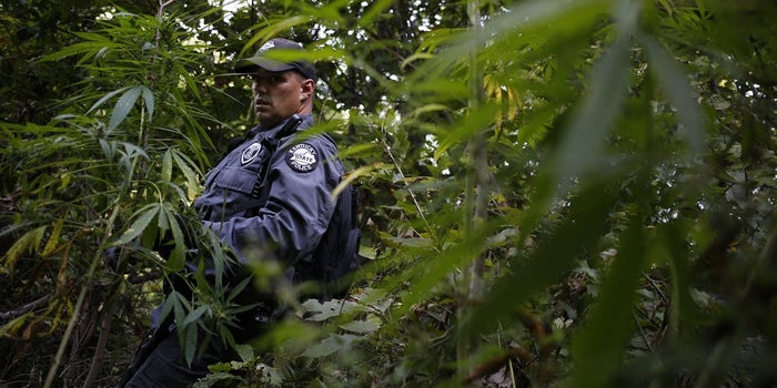 Survey Finds Most Police Officers Support Medical Marijuana