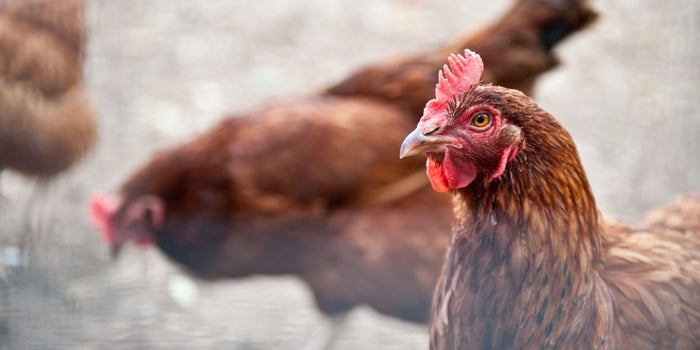 Why Restaurants Are Rushing to Adopt Higher Welfare Standards for Chickens