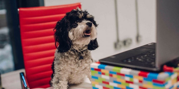 This Company Offers 'Paw-ternity' Leave to Employees