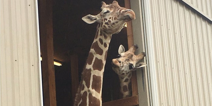 4 Marketing Lessons Entrepreneurs Can Learn From April the Giraffe