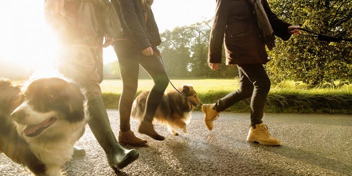 4 Steps For Growing Your Business at the Dog Park