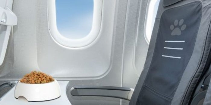 Embalaje de mascotas para viajes