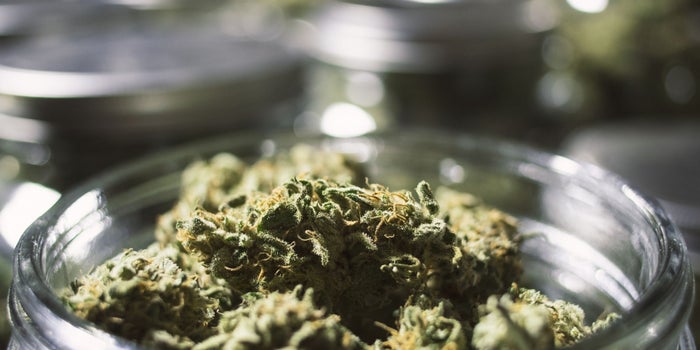 Hurdles and Hopes in the Development, Production and Distribution of Cannabis