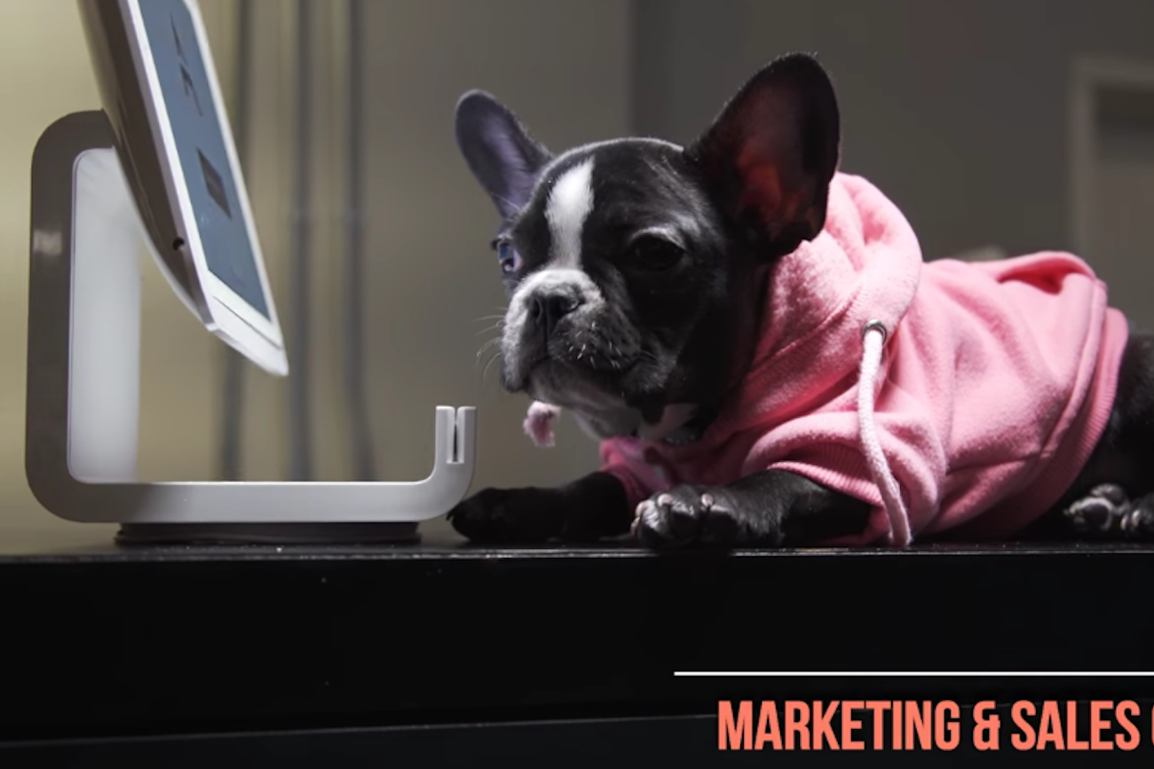 'No Humans Allowed' Coworking Space for Animals Set to Open