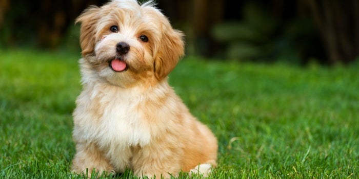 Por qué los perros son mejores líderes que tú