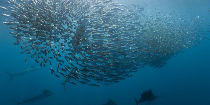 5 Mindsets to Help You Reel in Major Accounts