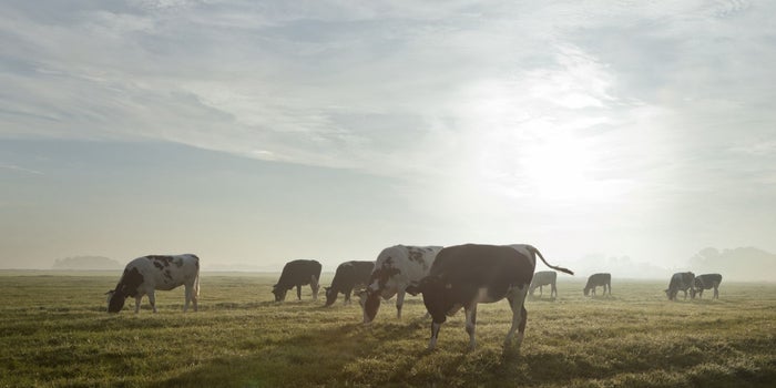 This Cow Illustrates 8 Business Models (Infographic)
