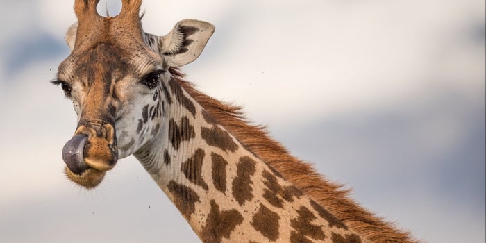 3 Powerful Marketing Elements Fueling the Mania for April the Giraffe